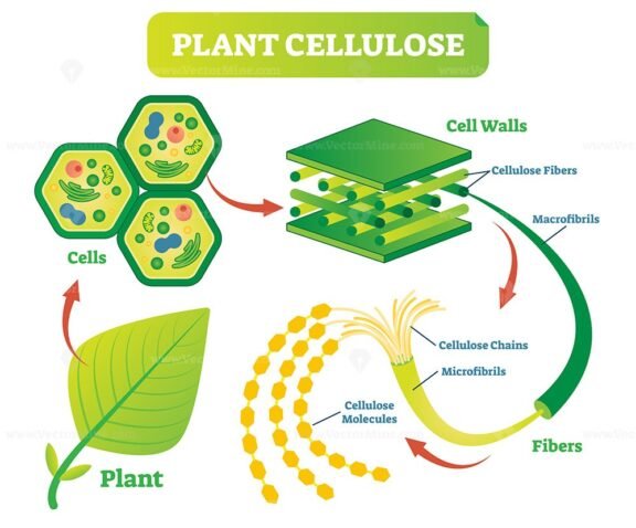 Plant Cellulose