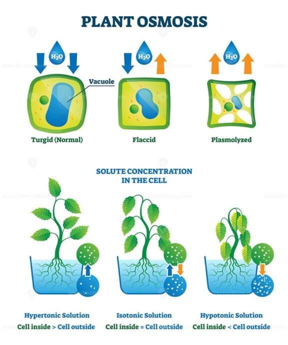 Plant Osmosis