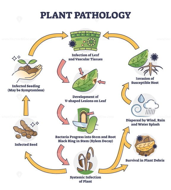 Plant Pathology outline diagram