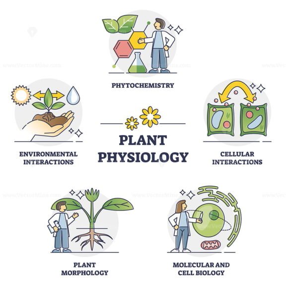 Plant Physiology outline set