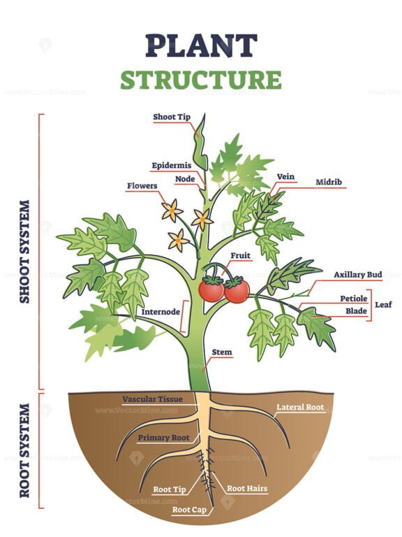 Plant Structure outline