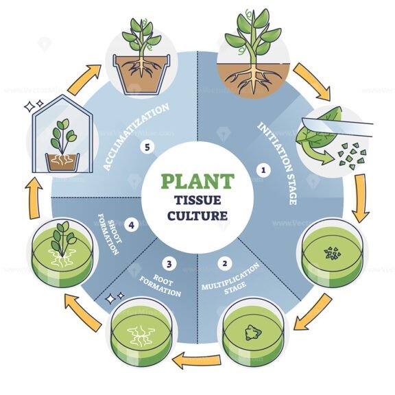 Plant Tissue Culture outline diagram 2