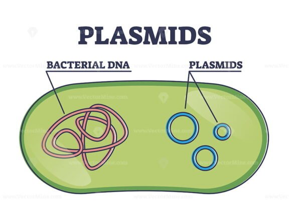 Plasmids Outline
