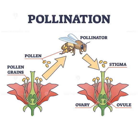 Pollination outline
