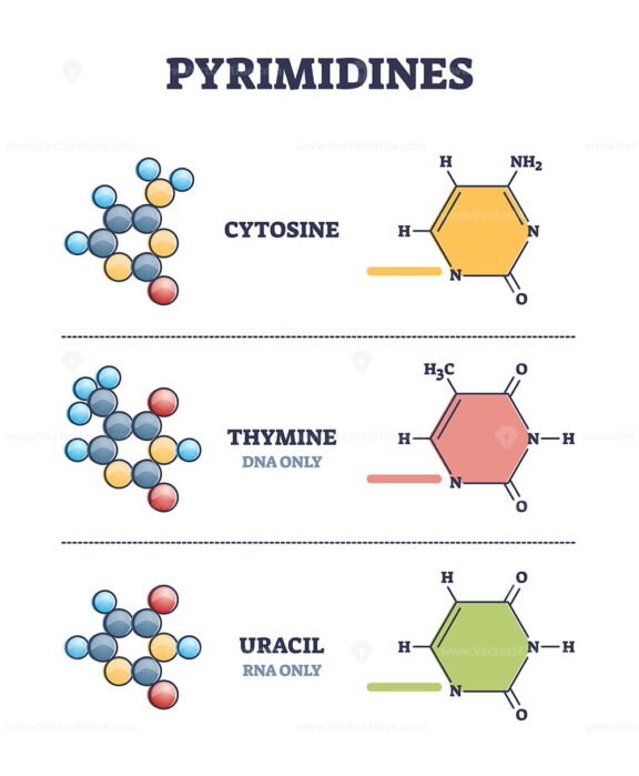 Pyrimidine outline