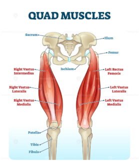 Quad Muscles