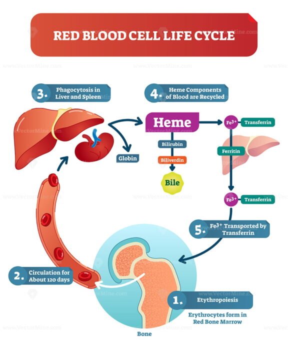 Red Blood Cell Life Cycle