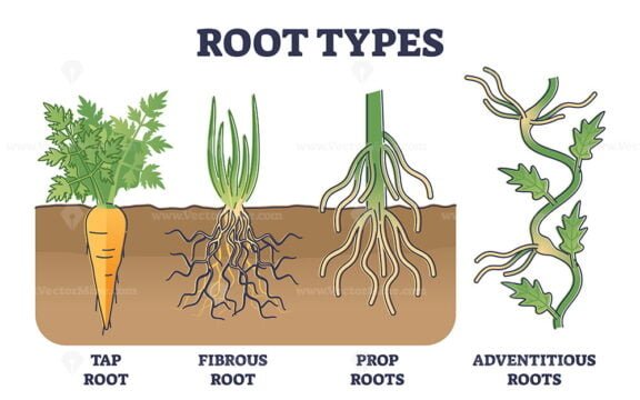 Root Types outline