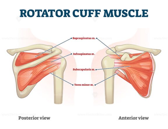Rotator Cuff Muscle 2