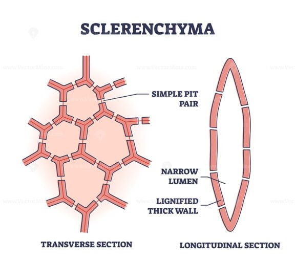 Sclerenchyma outline diagram
