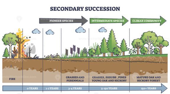 Secondary Succession outline diagram