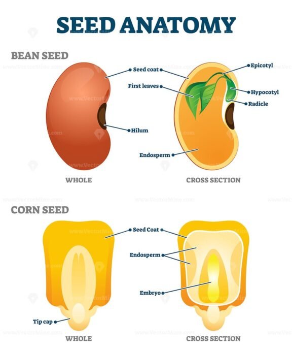 Seed Anatomy