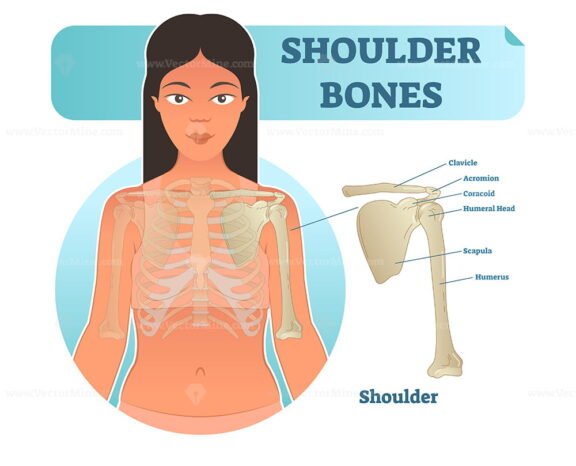 Shoulder Bones