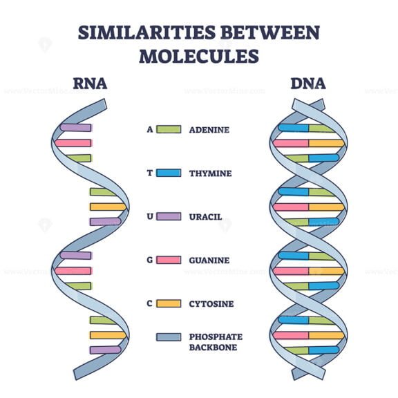 Similarities Between DNA and RNA Molecules outline