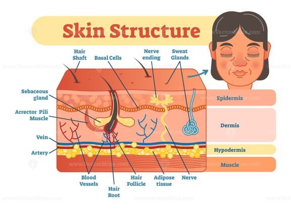 Skin Structure