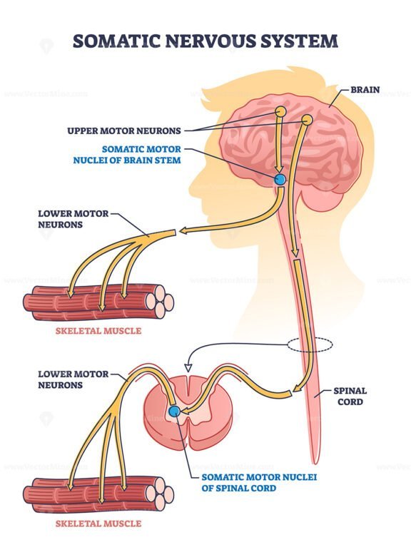 Somatic Nervous System outline