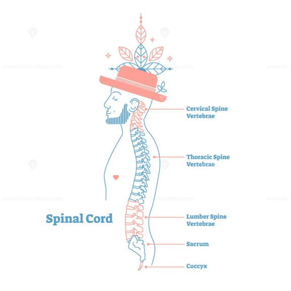 Spinal cord style