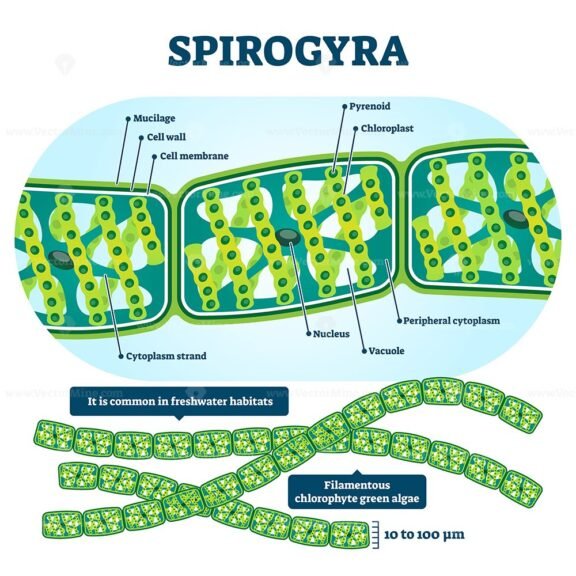 Spirogyra