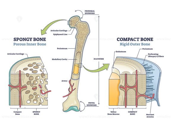 Spongy bone VS Compact Bone outline