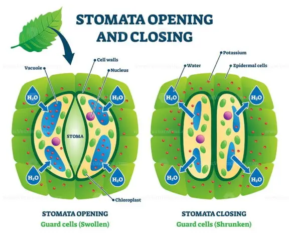 Stomata opening and closing