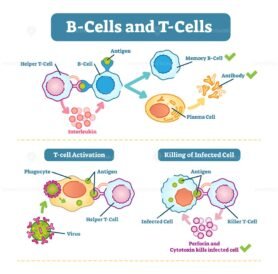 T and B cells