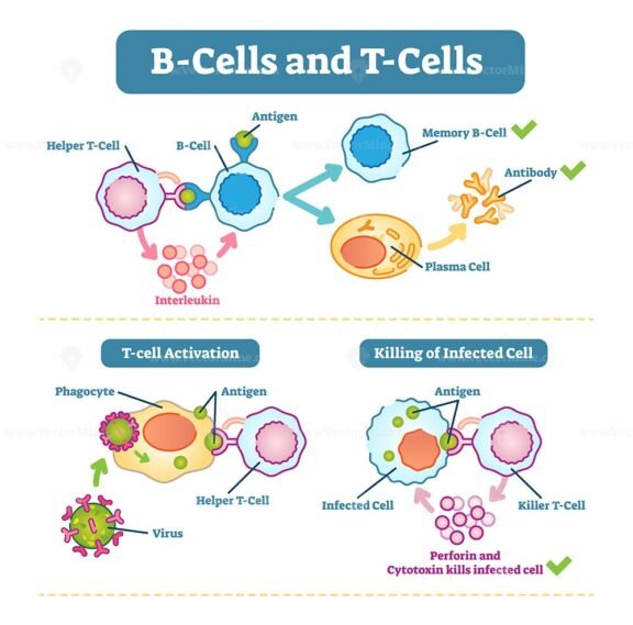 T and B cells