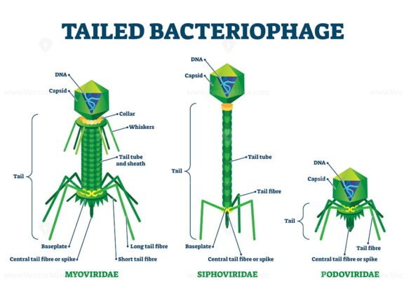 Tailed Bacteriophage