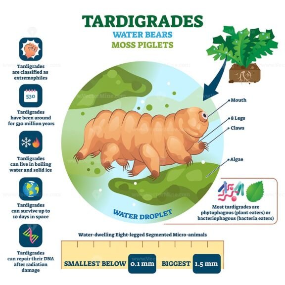 Tardigrades Water Bears
