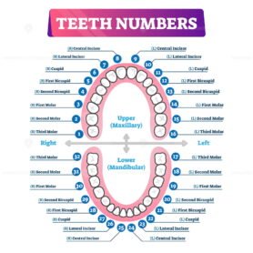 Teeth Numbers