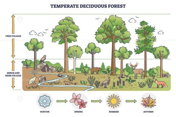 Temperate deciduous forest outline diagram