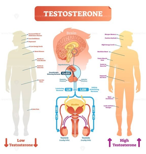 Testosterone diagram