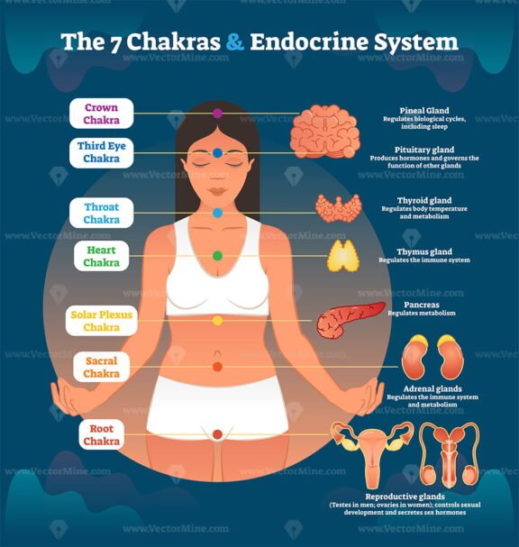 The 7 Chakras and Endocrine System