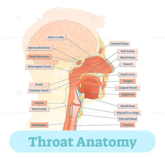 Throat Anatomy