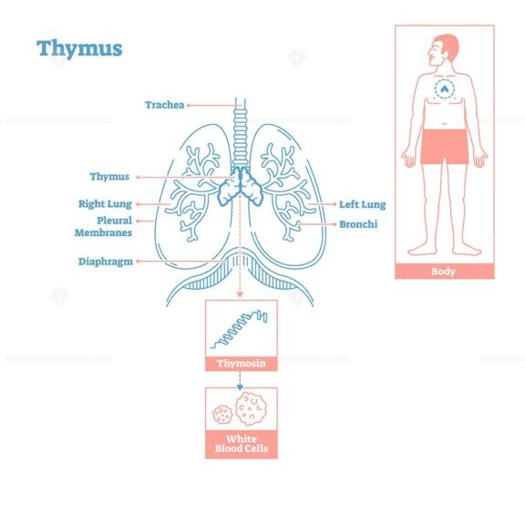 Thymus OutlineStyle