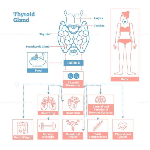 Thyroid Gland OutlineStyle