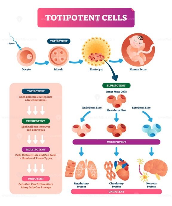 Totipotent cells