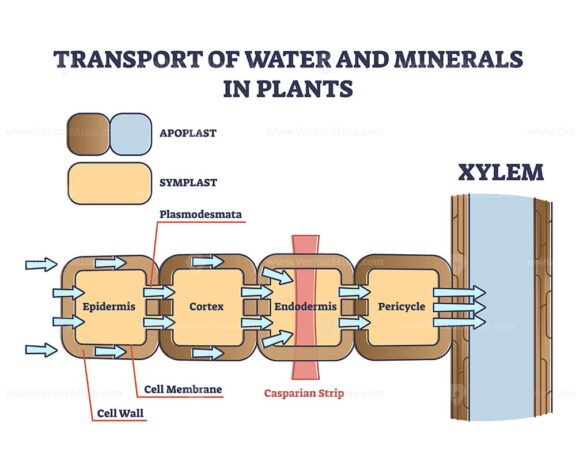 Transport of Water and Minerals in Plants outline