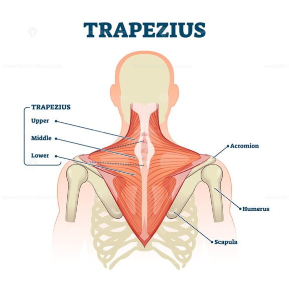 Trapezius