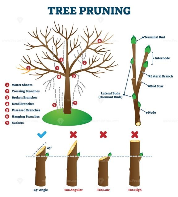 Tree Pruning diagram