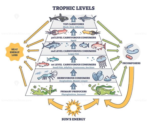Trophic Levels outline diagram