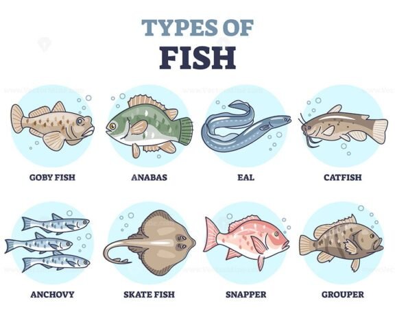 Types of Fish outline