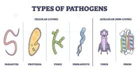 Types of Pathogens outline