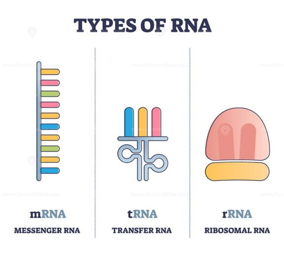 Types of RNA outline