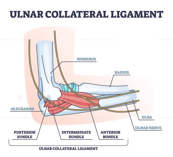 Ulnar Collateral Ligament outline