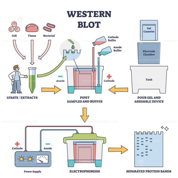 Western Blot outline diagram