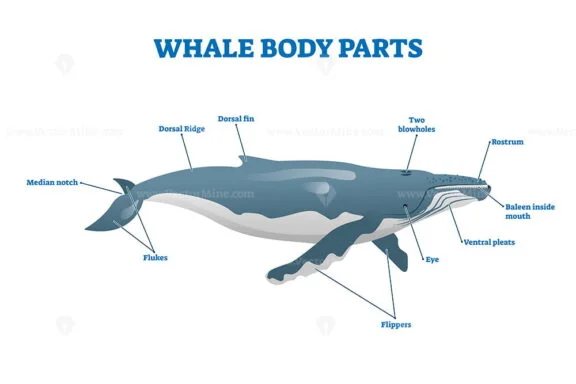Whale body parts