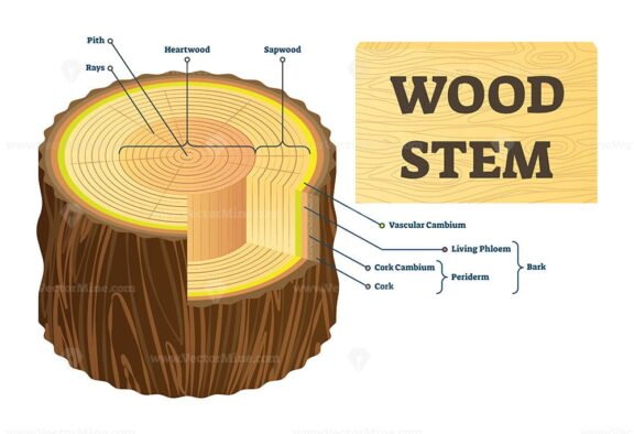 Wood Stem