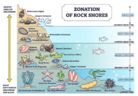 Zonation of Rock Shores outline