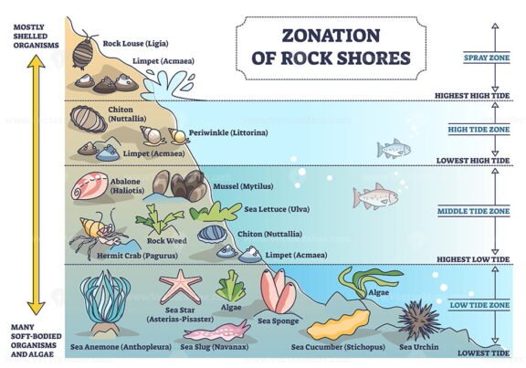 Zonation of Rock Shores outline