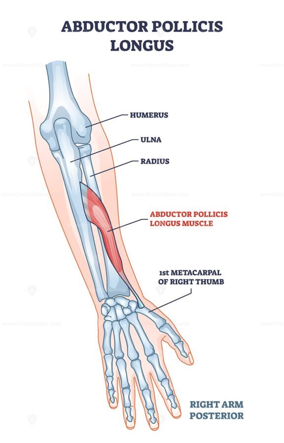 abductor pollicis longus muscle outline 1